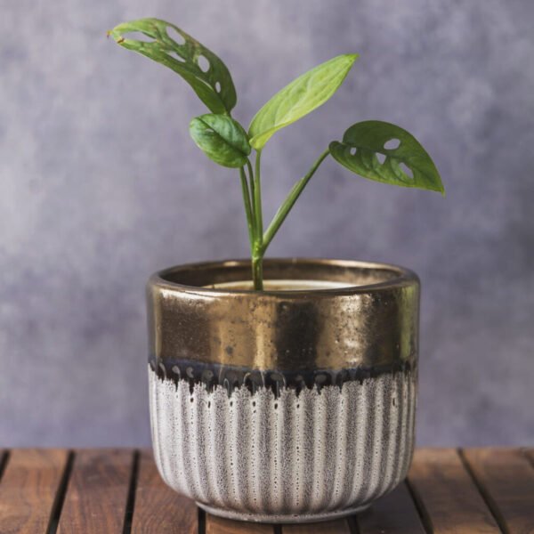 Garden Gleams White — Gold Small Planter Pot (Copy)